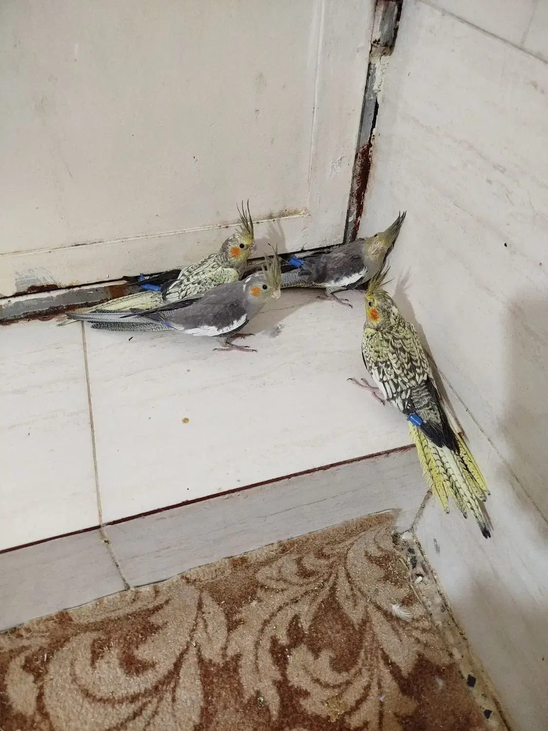 جوجه عروس هلندی|پرنده|بندر گناوه, |دیوار