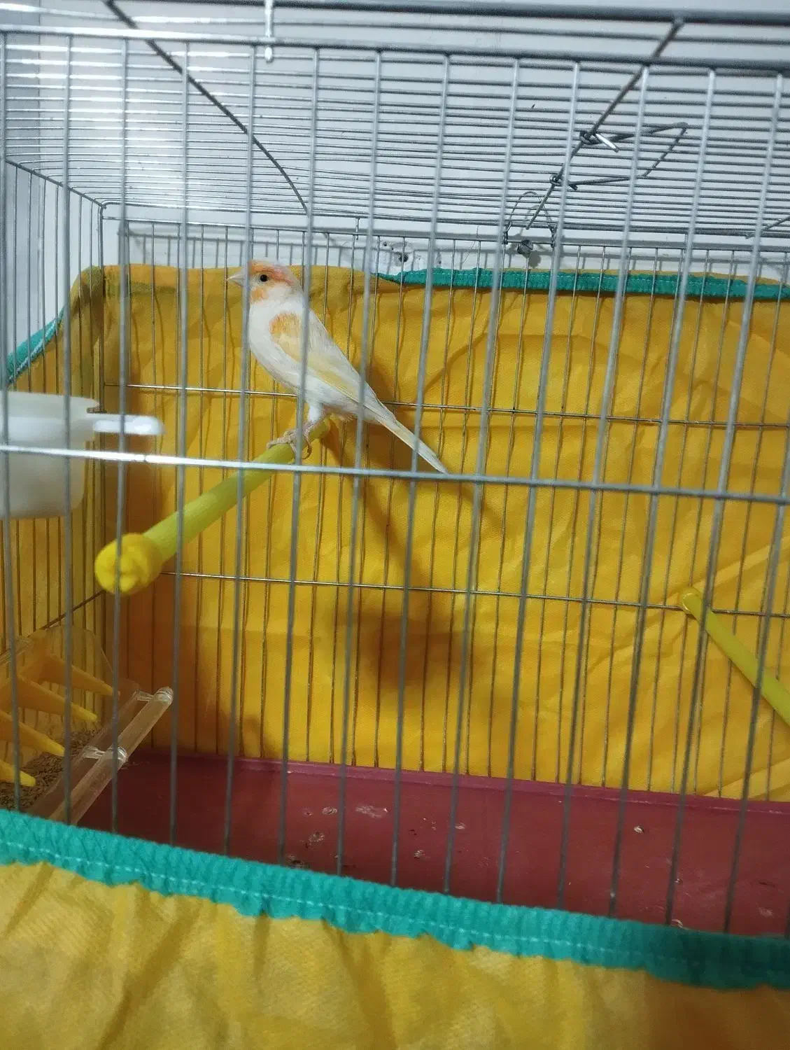 قناری نر|پرنده|کنگاور, |دیوار