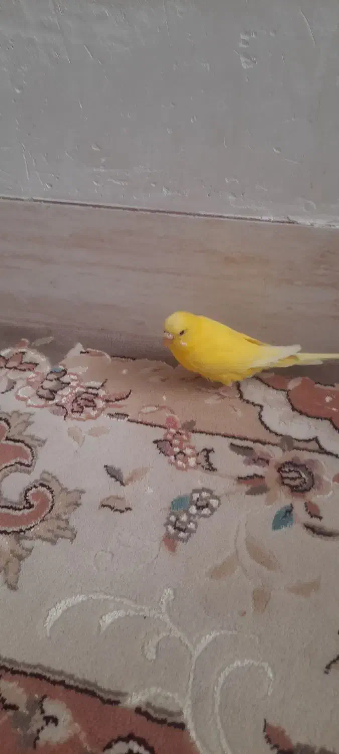 مرغ عشق ماده|پرنده|شاهرود, |دیوار