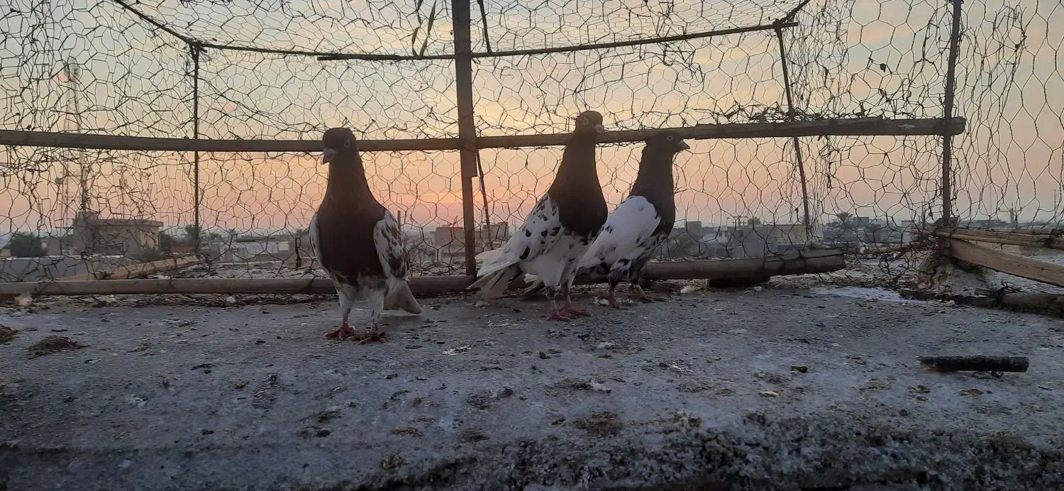 سبز دم سفید نروماده  و سه عدد کهله ای|پرنده|بهبهان, |دیوار