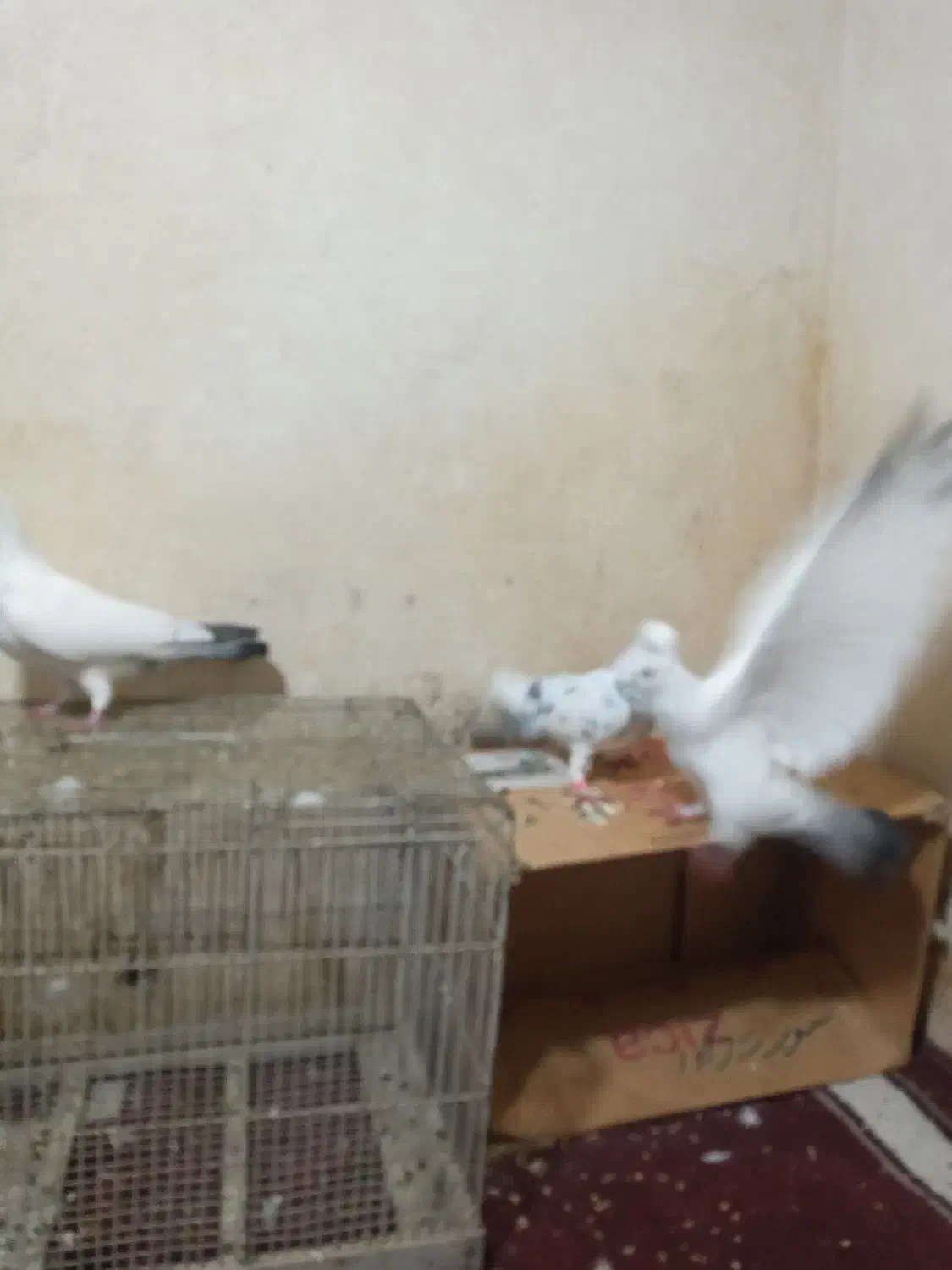 باسلام ۳عددکبوتر|پرنده|بروجرد, |دیوار