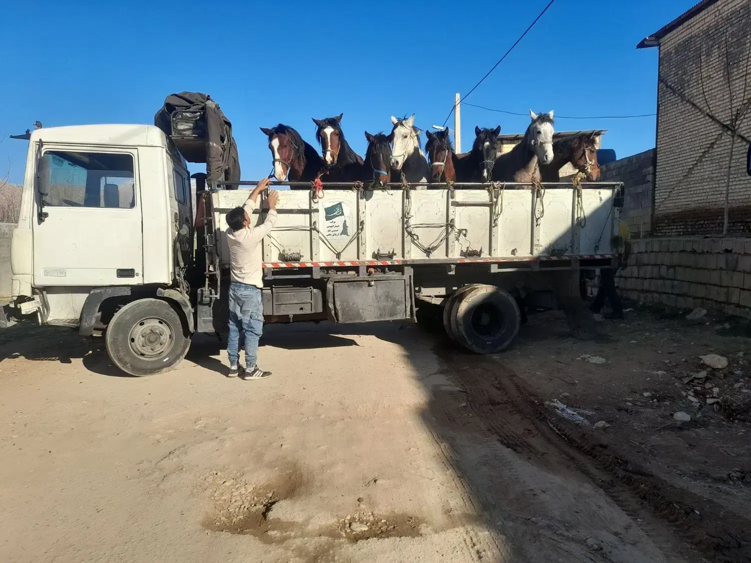 خرید و فروش اسب|اسب و تجهیزات اسب‌سواری|خرم‌آباد, |دیوار