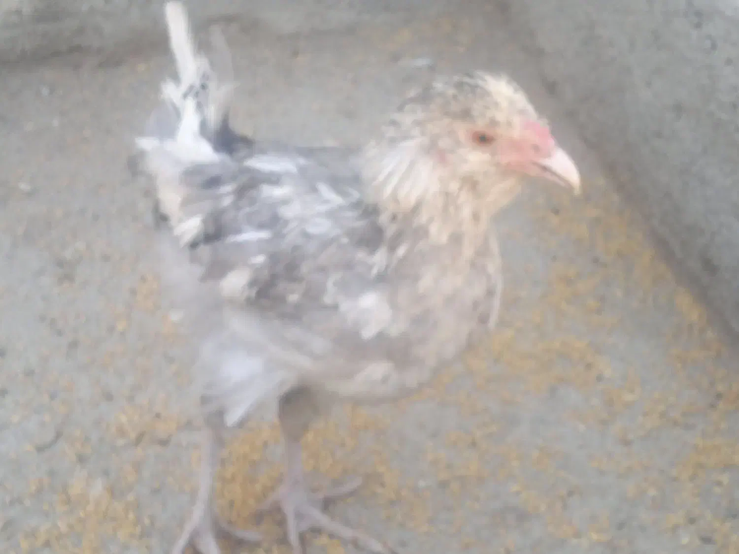 ماکیان|حیوانات مزرعه|بیجار, |دیوار