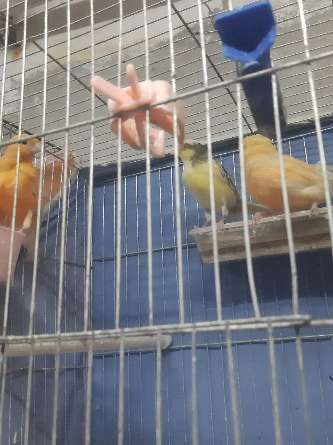 ماده قناری اماده|پرنده|تاکستان, |دیوار