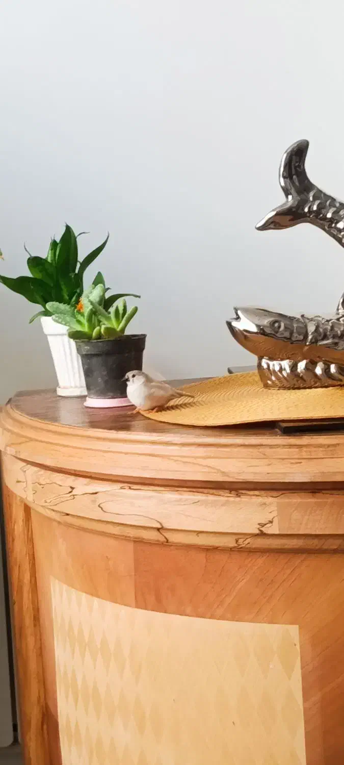 جوجه فنچ بدون قفس|پرنده|کرج, دهقان ویلا|دیوار