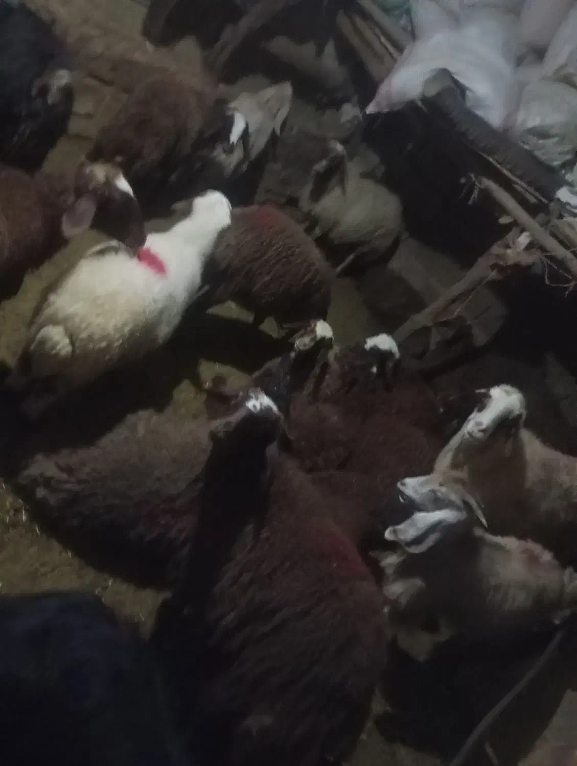 بره شیری|حیوانات مزرعه|کوهدشت, |دیوار