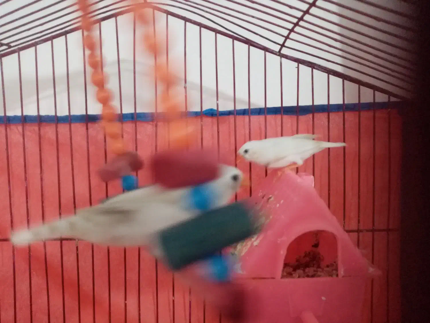 فنچ ماده|پرنده|قم, پردیسان|دیوار