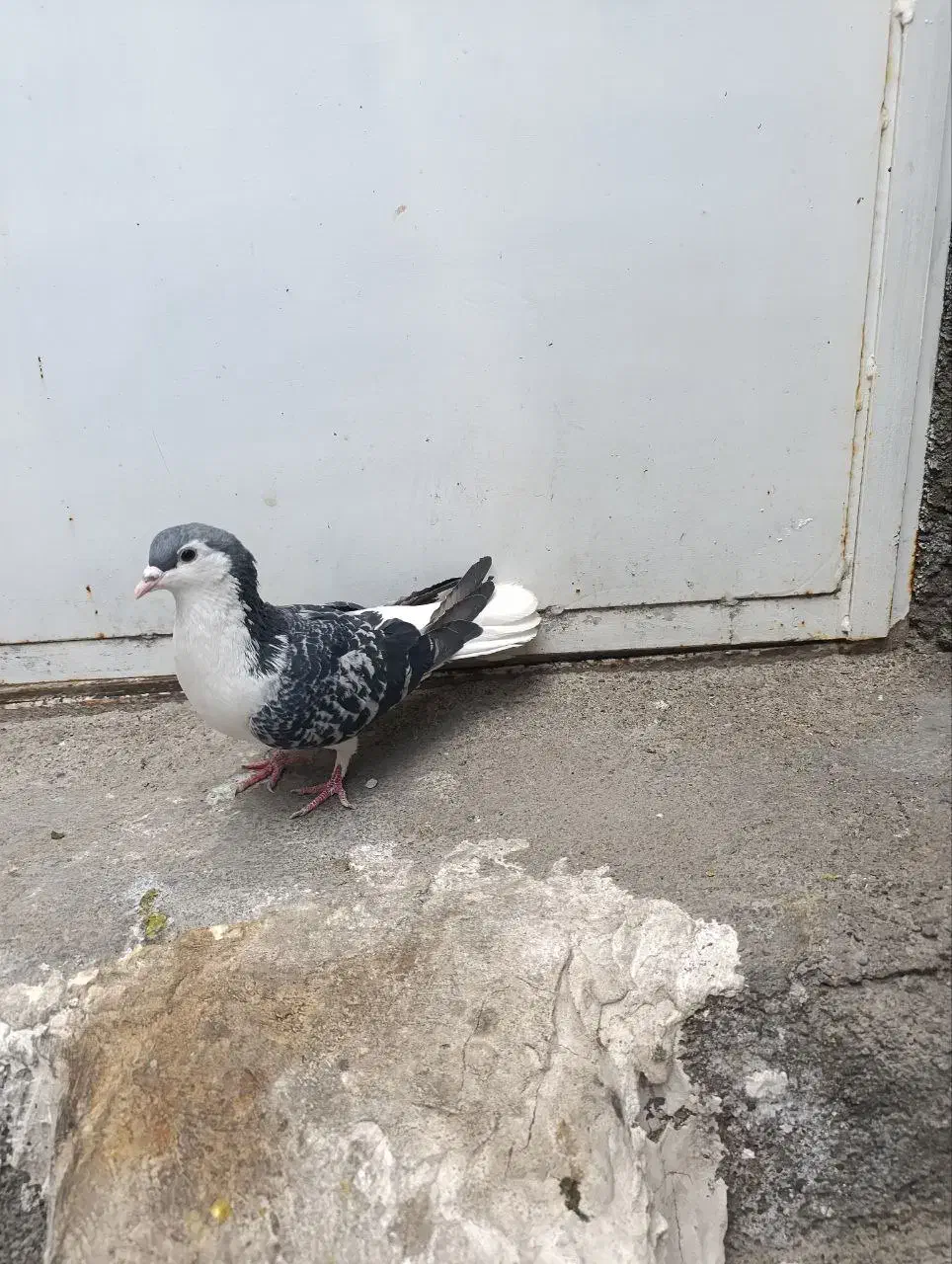 کبوتر ساده ماده و نر|پرنده|مشهد, شهرآرا|دیوار