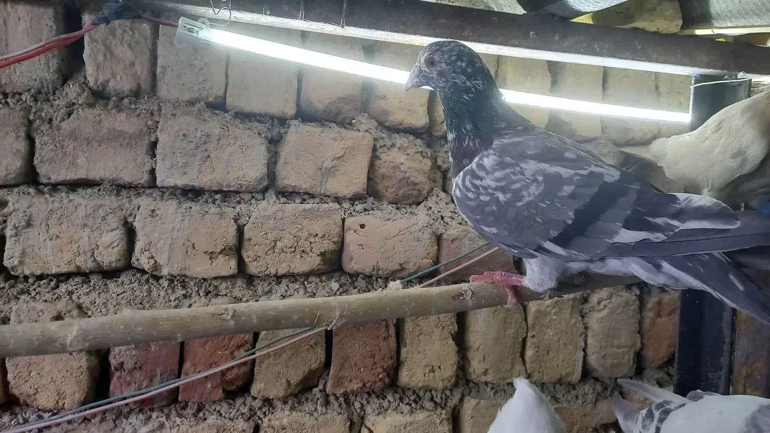 فروش پرنده|پرنده|محمدیه-قزوین, |دیوار