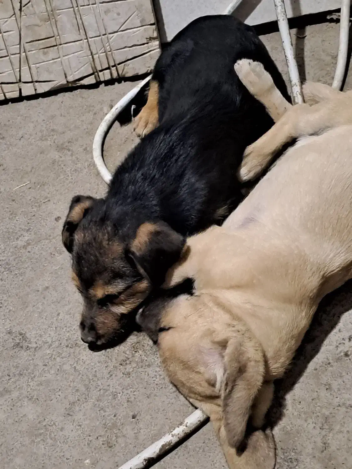 واگذاری توله سگ پاکوتاه۲وماه ونیمه رایگان|سگ|چناران, |دیوار