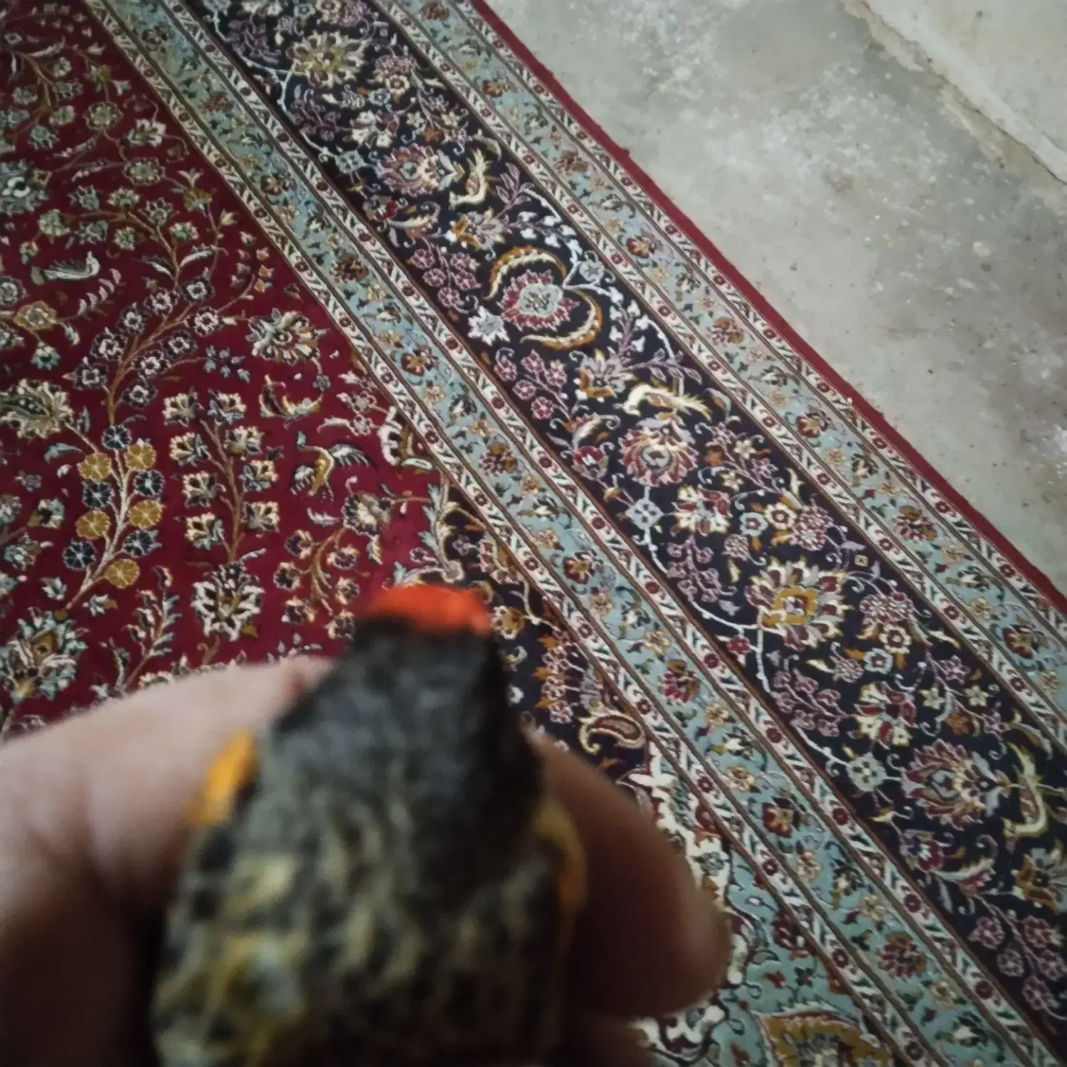 گلبسر|پرنده|کنگاور, |دیوار