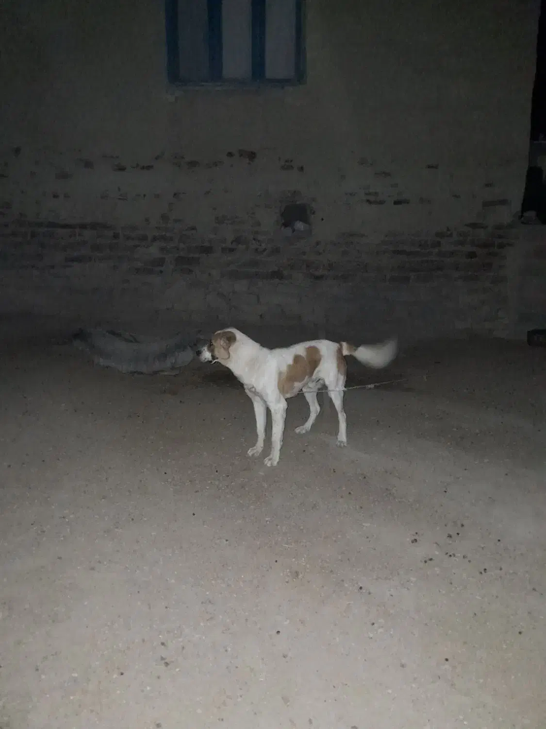 سگ گوسفندی آلابای|سگ|بجنورد, |دیوار