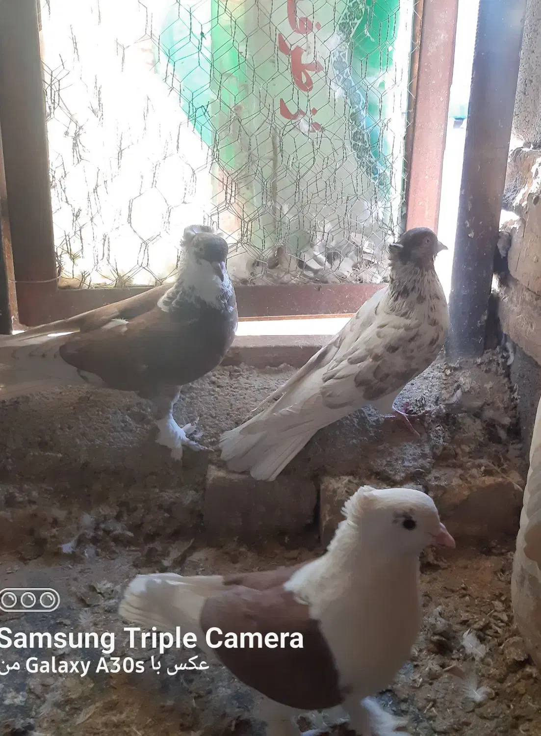 کبوتر|پرنده|زرندیه, |دیوار