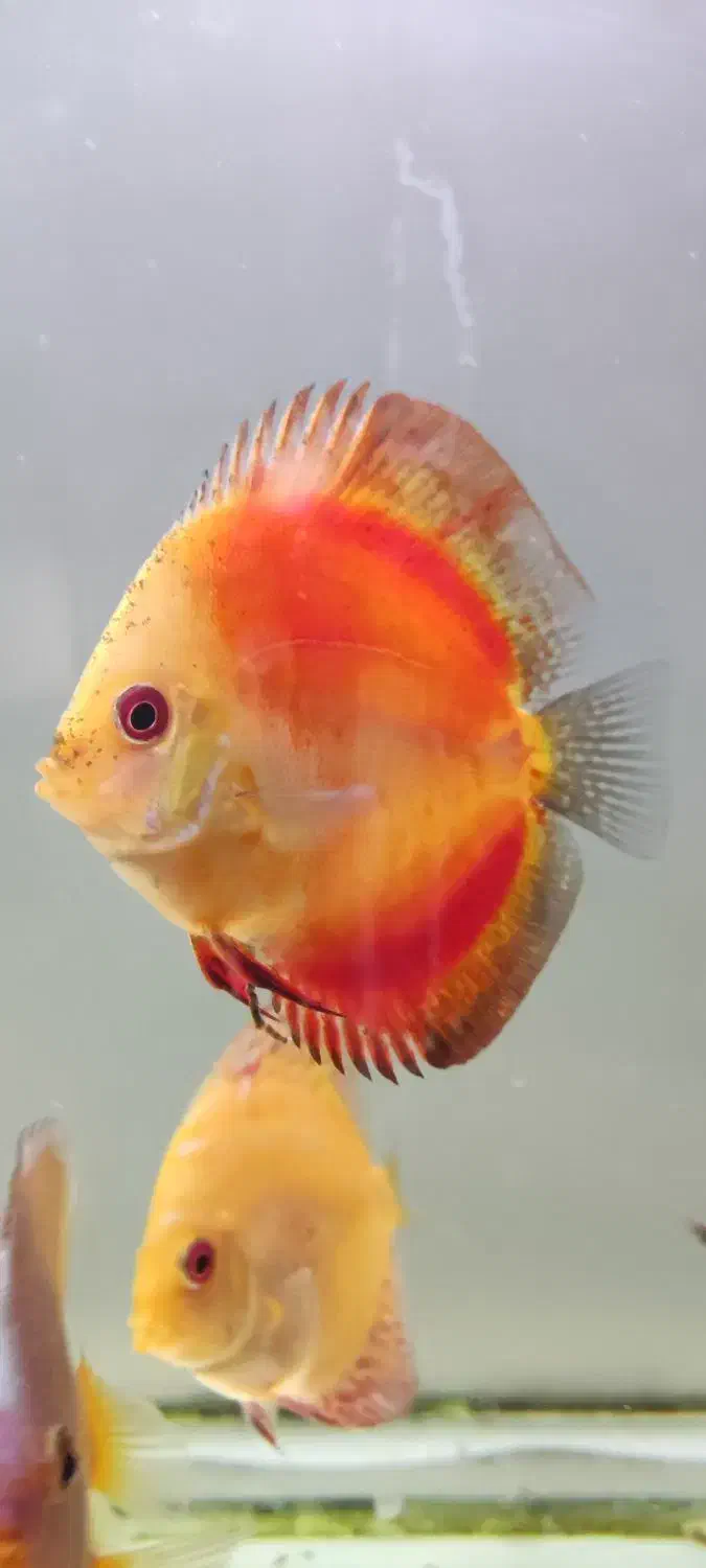 فروش پنج عدد ماهی دیسکس|ماهی|مبارکه, |دیوار