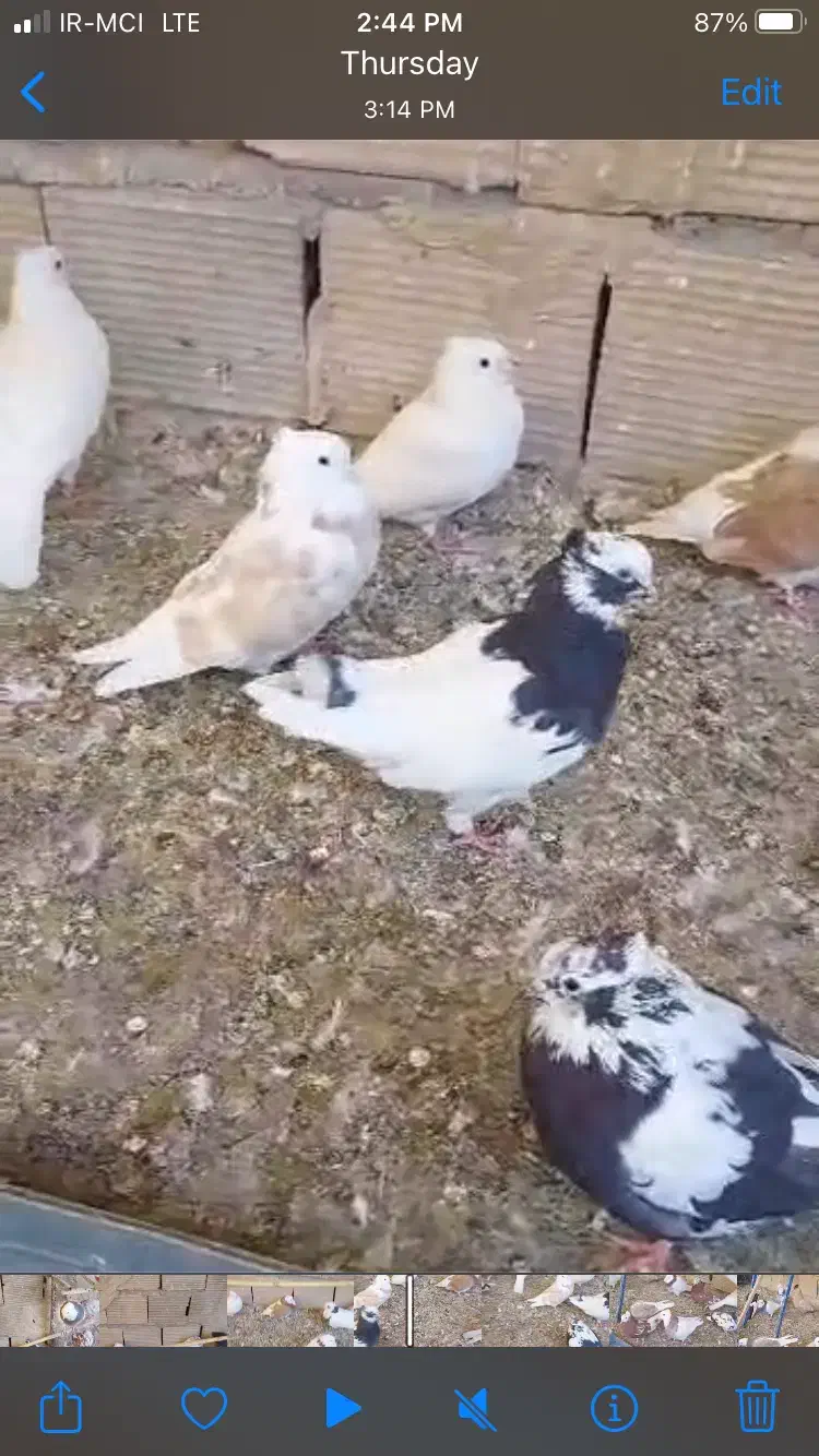 کبوتر طوق شازده پیس|پرنده|تهران, جوادیه تهرانپارس|دیوار