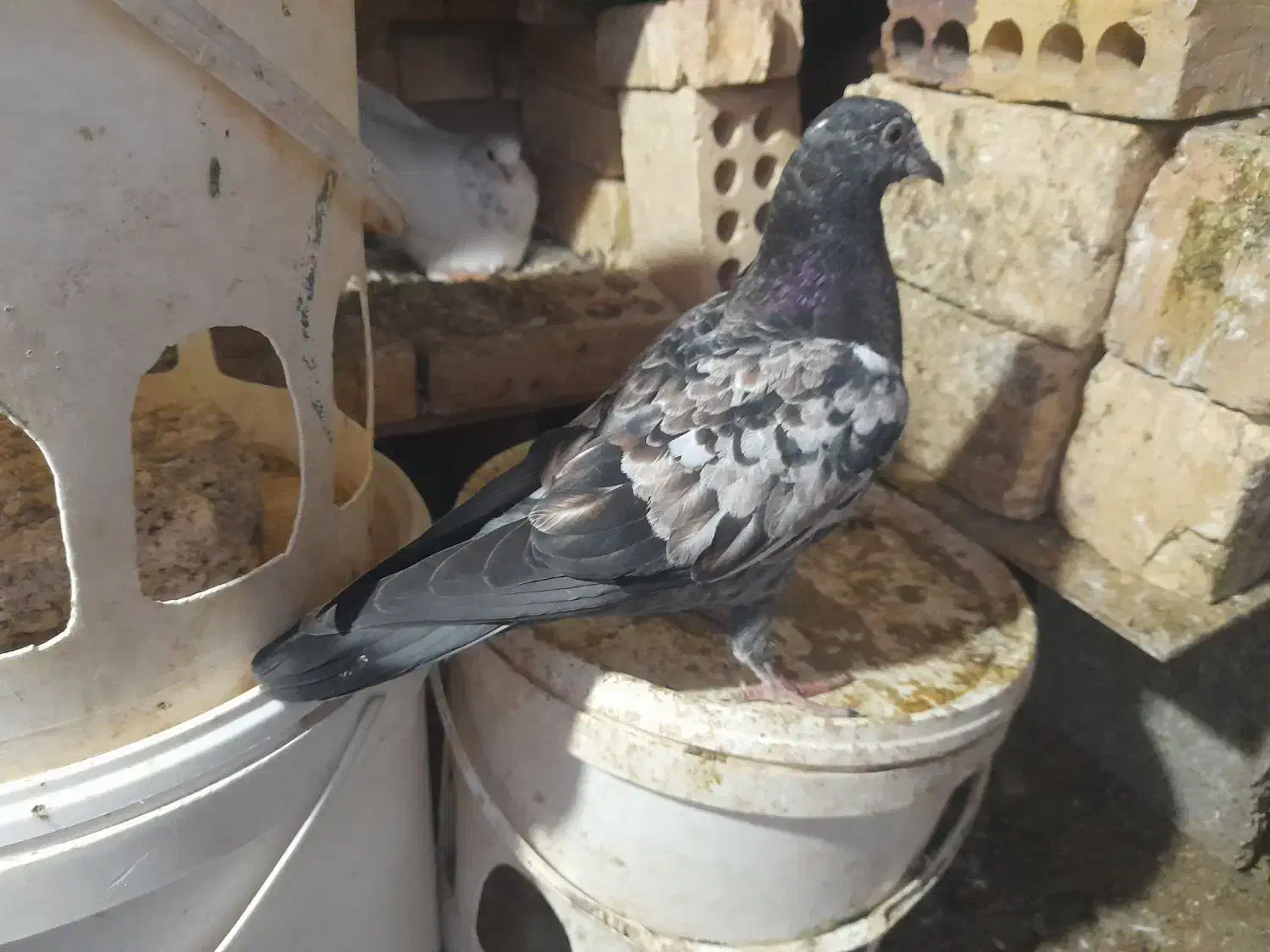 فروش کبوترسری ۱۵۰ تومان|پرنده|خرمشهر, |دیوار