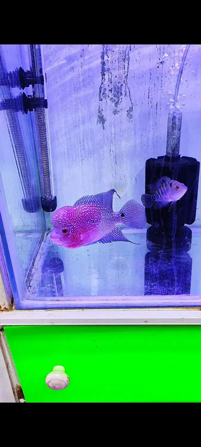 فلاور تایلندی جفت مولد و تک زیر قیمت همه جا|ماهی|نسیمشهر, |دیوار