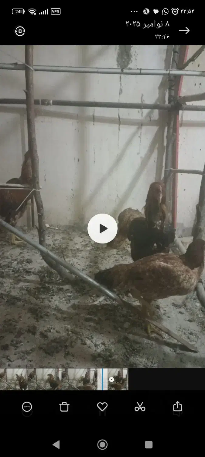 مرغ خروس لاری|پرنده|رودهن, |دیوار