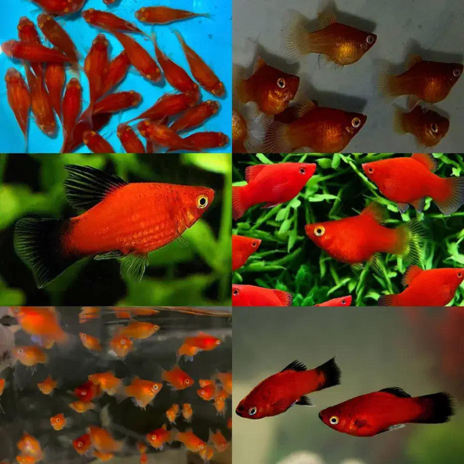 حراج فروش انواع ماهی گیاهخوار بمناسبت یلدا|ماهی|مشهد, سناباد|دیوار