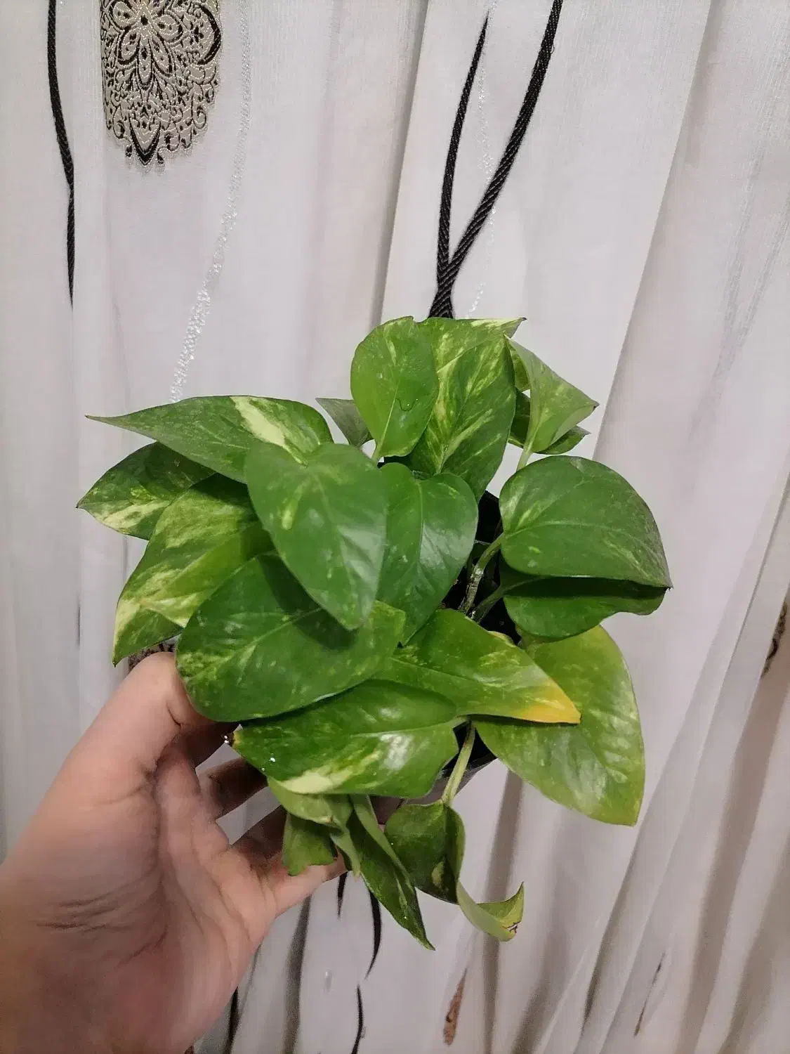 پتوس زعفرونی|گل و گیاه طبیعی|سبزوار, گلشن|دیوار