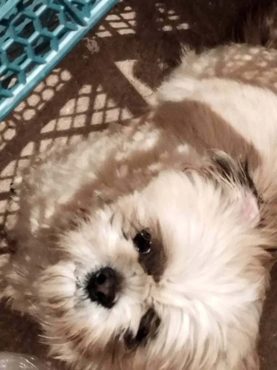 سگ پا کوتاه|سگ|هشتگرد, فشند|دیوار