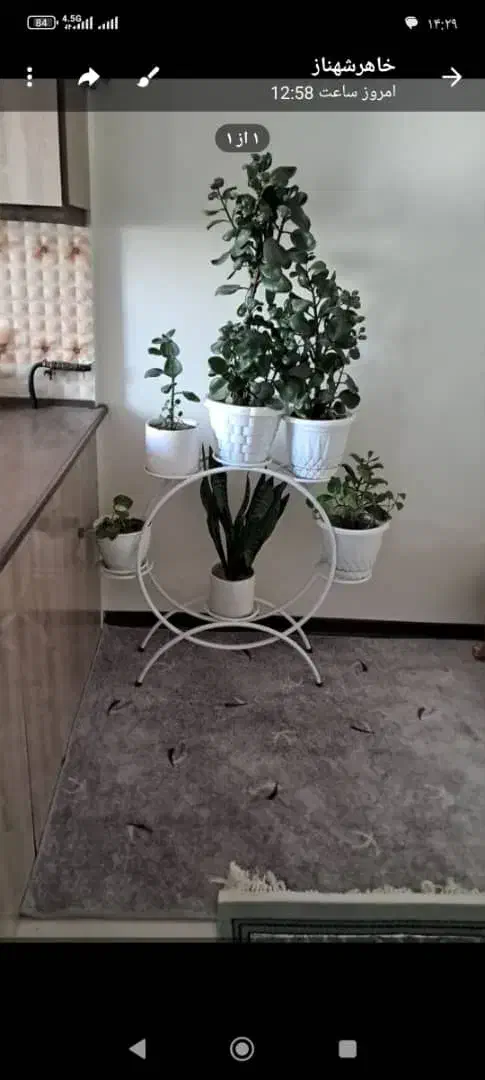 ۵عدد گل طبیعی با گلدان|گل و گیاه طبیعی|تهران, طیب|دیوار