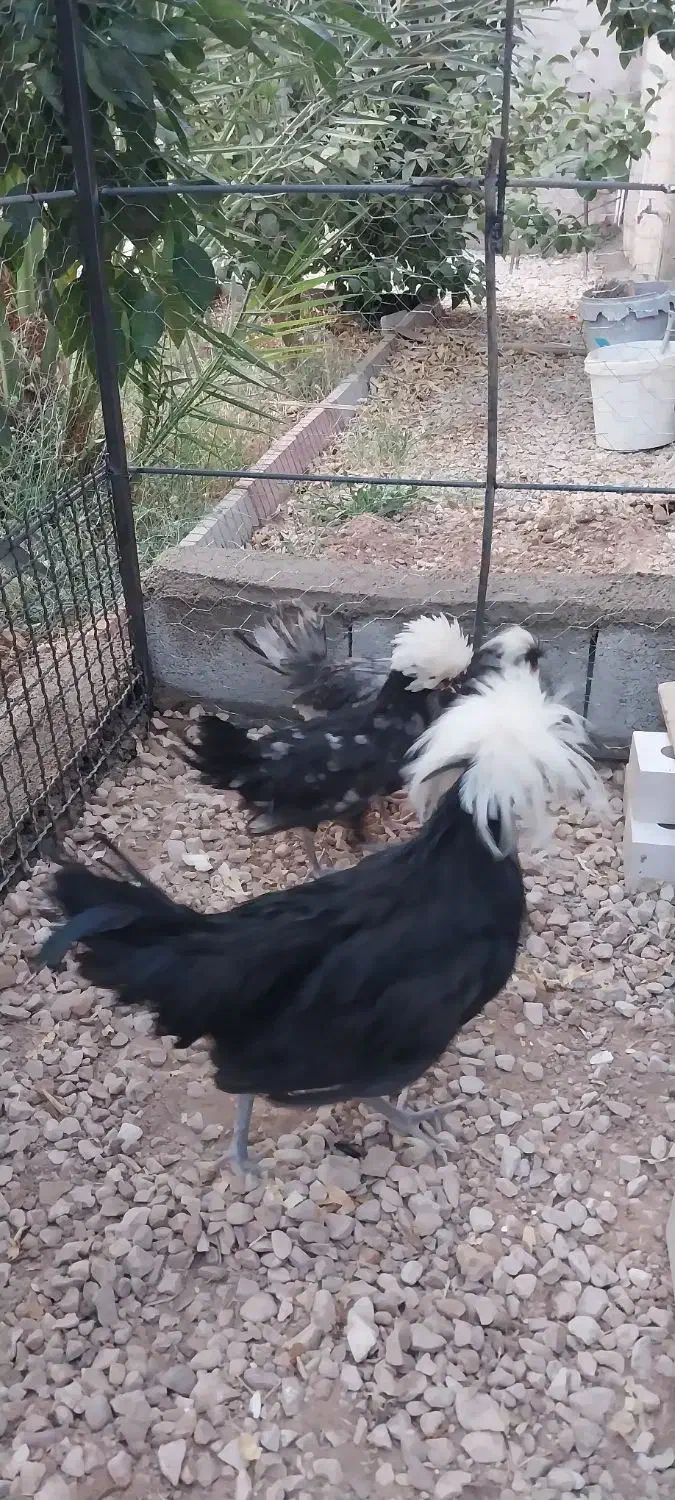 دو عدد خروس ویک عدد مرغ  نژاد سلطان|حیوانات مزرعه|طبس, |دیوار