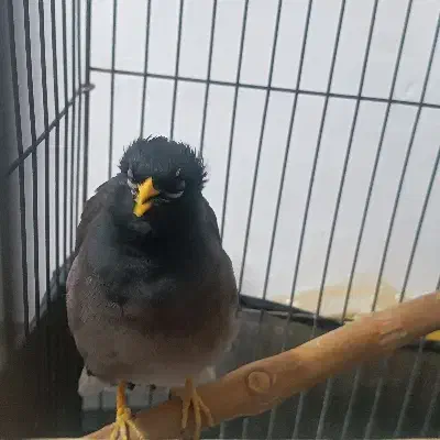 مینا سخنگو|پرنده|ری, عباسآباد|دیوار