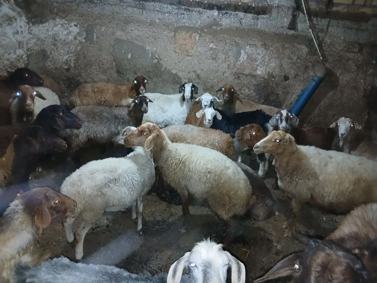 فروش دام|حیوانات مزرعه|شاهرود (اردبیل), |دیوار