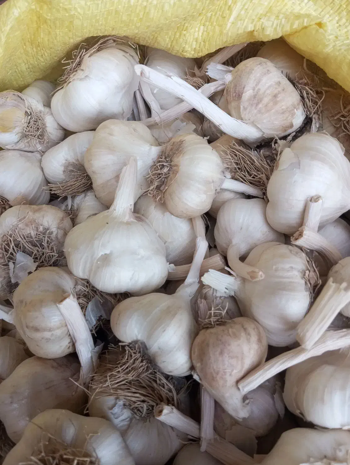 سیر|خوردنی و آشامیدنی|قلقل رود, |دیوار