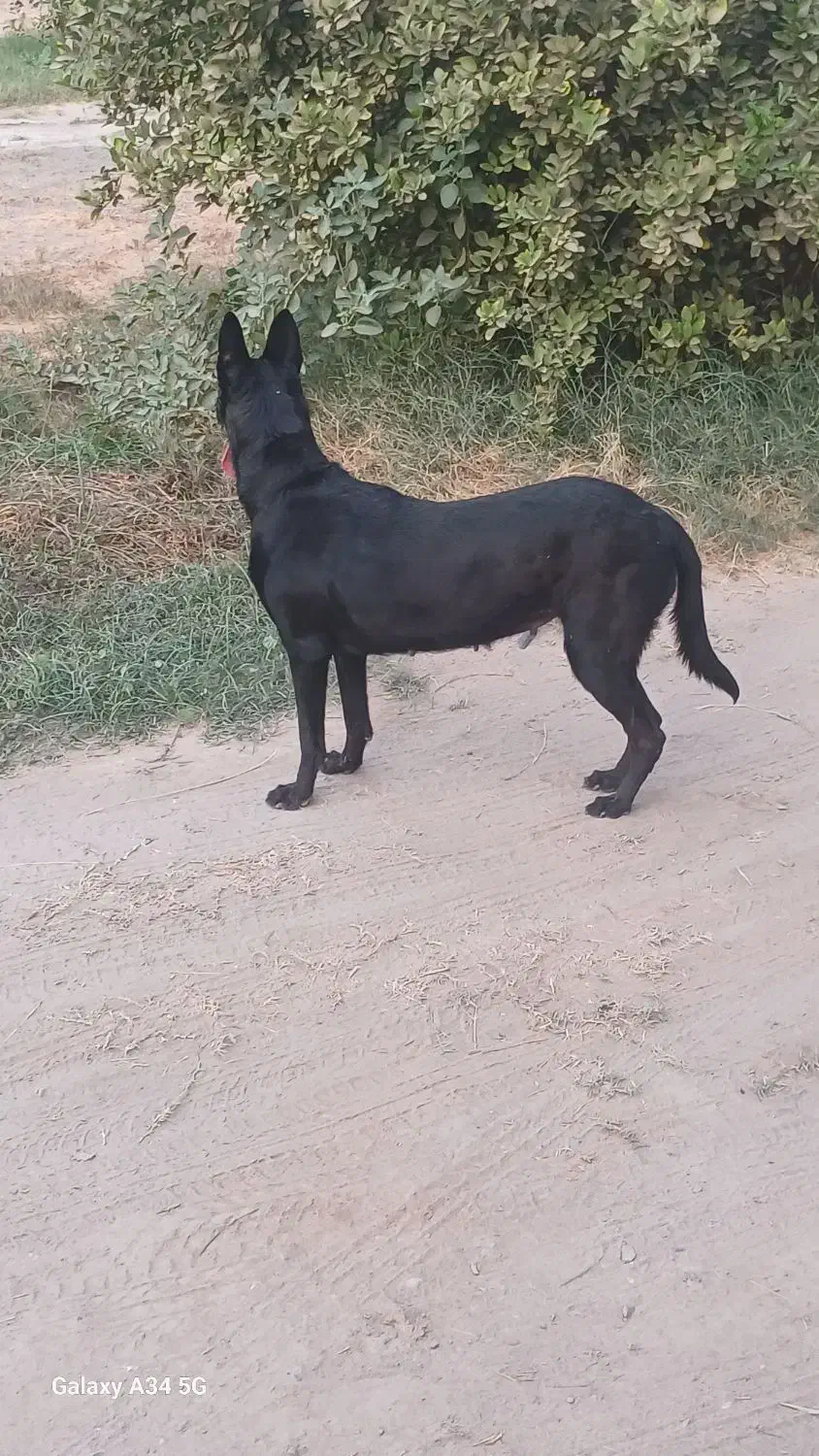 سگ مالینیوز ماده|سگ|میناب, |دیوار