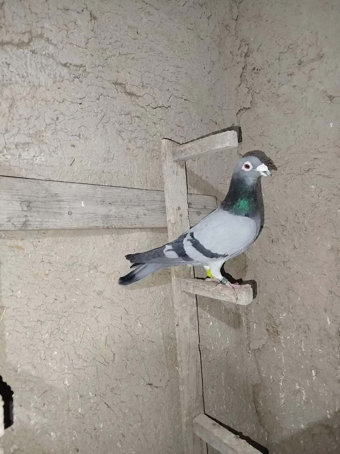 کبوتر|پرنده|مرودشت, دولت آباد|دیوار