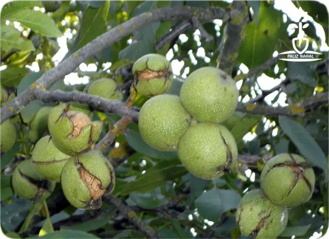 نهالستان پالیز تولید کننده انواع نهال دیرگل وپربار|خدمات باغبانی و درختکاری|دیلمان, |دیوار