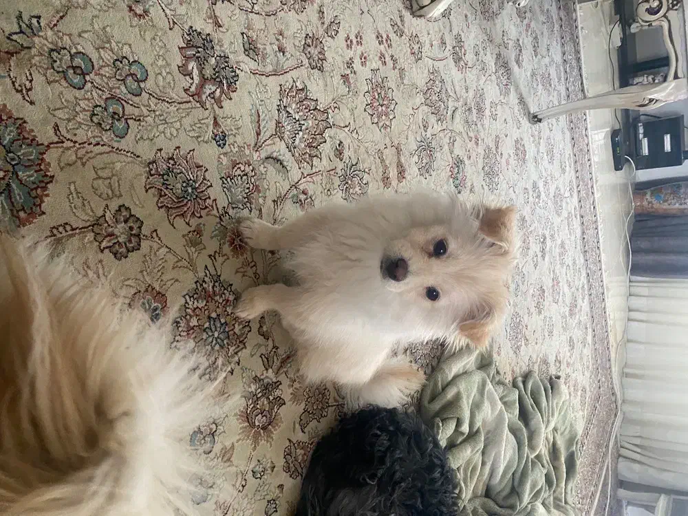 واگزاری سگ پاکوتاه|سگ|مشهد, بهمن|دیوار