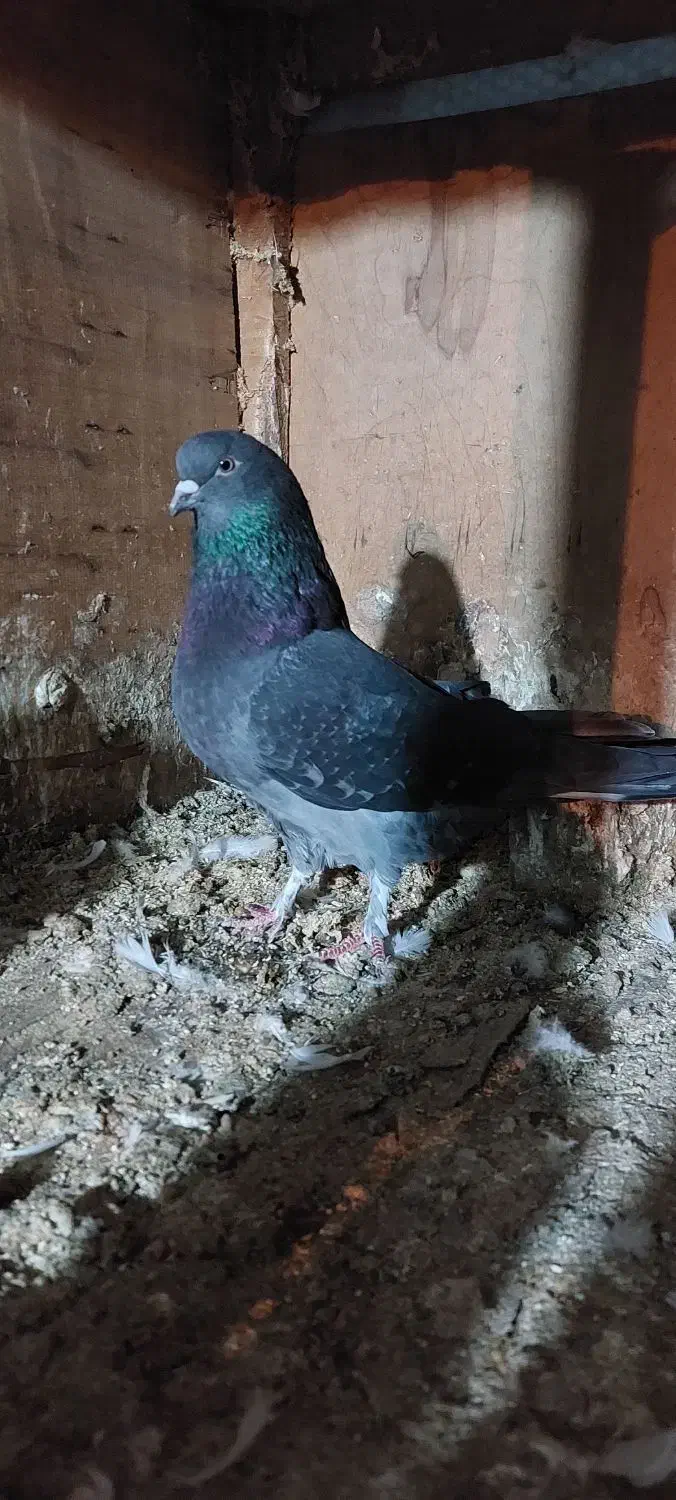 کبوتر|پرنده|شفت, |دیوار