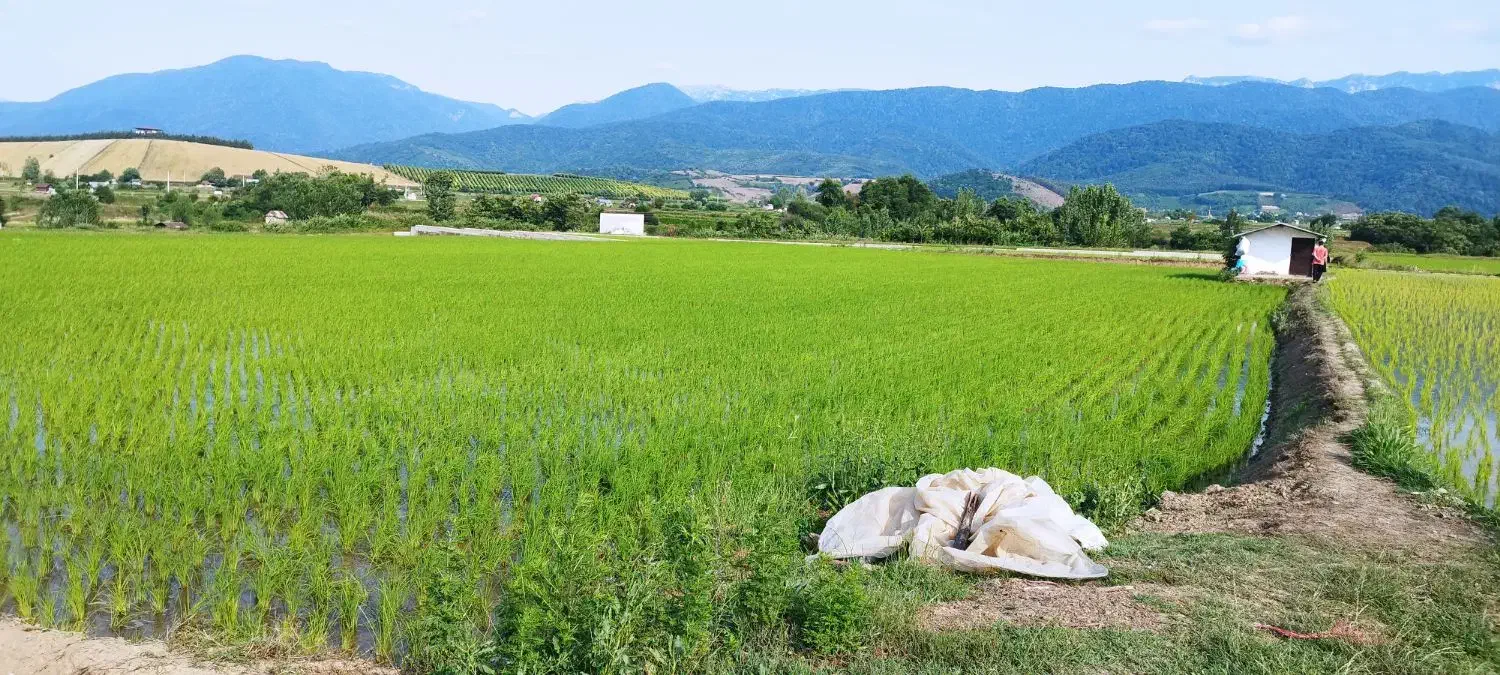 زمین شالیزاری|فروش دفتر صنعتی، کشاورزی، تجاری|فریم, |دیوار