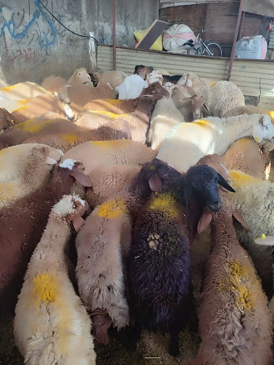 گوسفند زنده .رباط کریم .نسیم‌شهر ..پرندگلستان|حیوانات مزرعه|رباط‌کریم, رباط‌کریم|دیوار