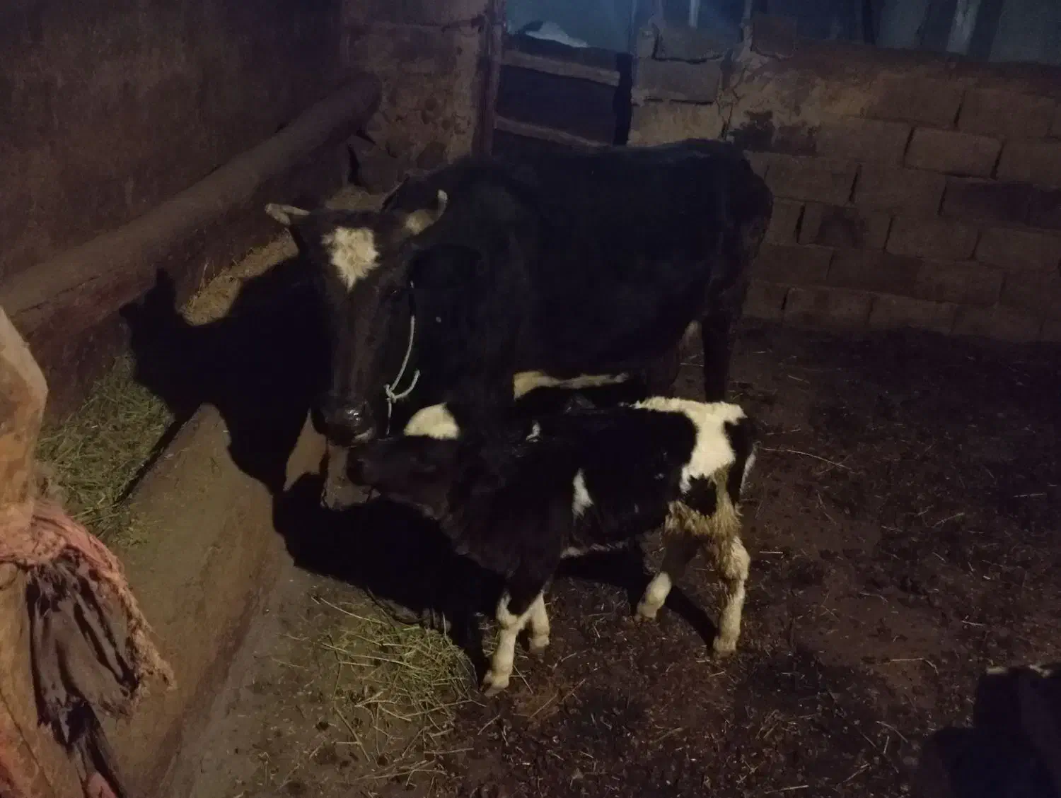 گاوه گوساله|حیوانات مزرعه|بیجار, |دیوار