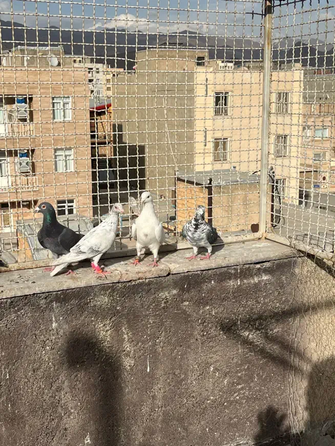 کبوتر|پرنده|قزوین, |دیوار