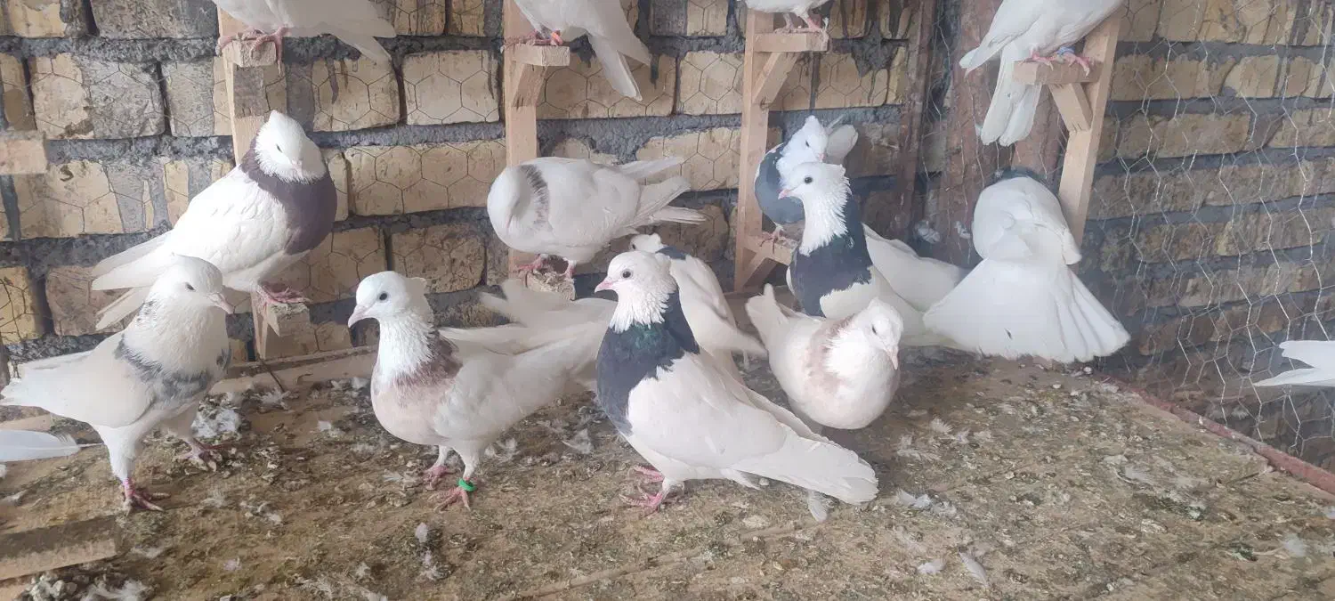 طوقی|پرنده|باغ بهادران, |دیوار