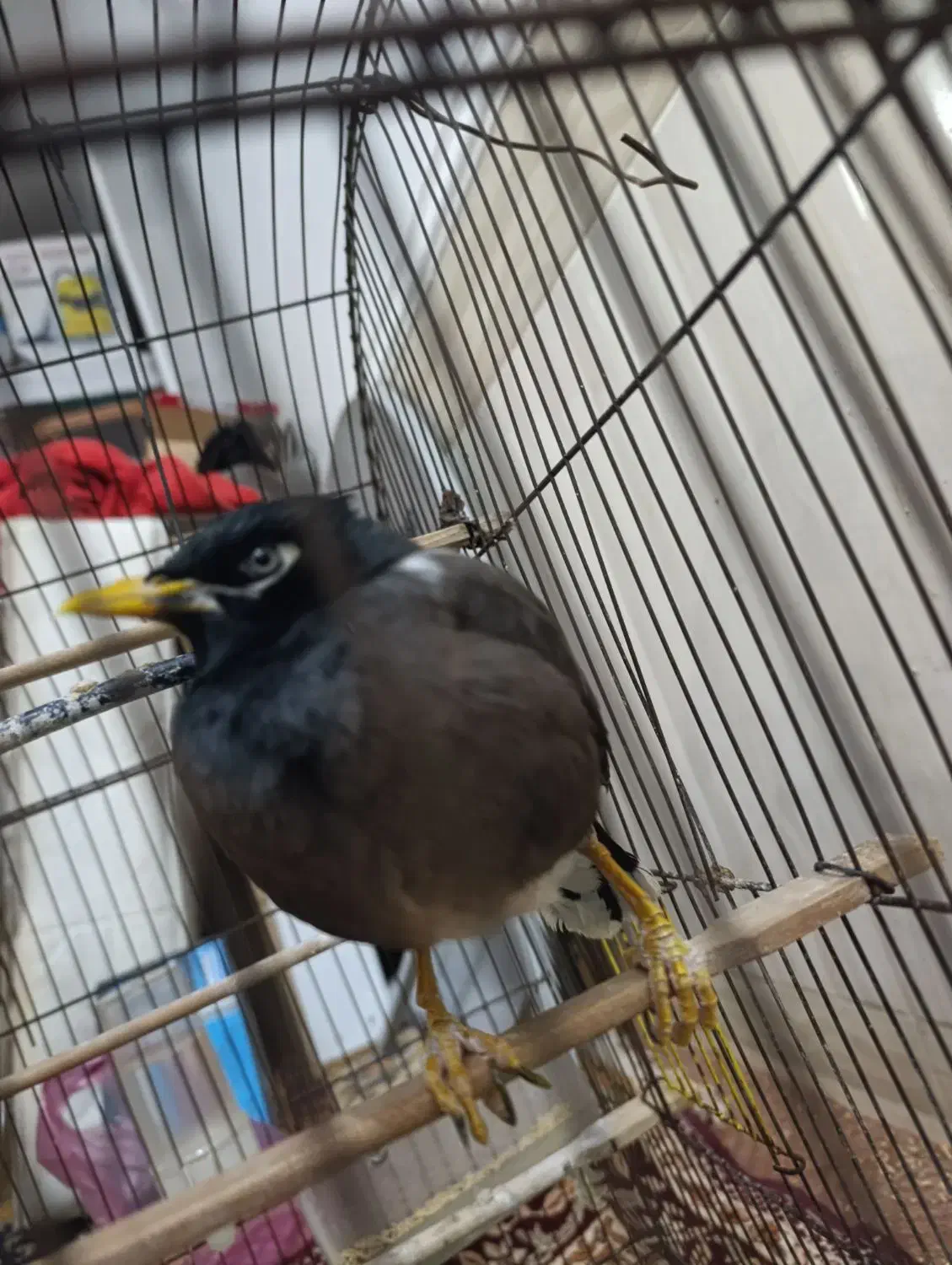 مرغ مینا|پرنده|سوسنگرد, |دیوار