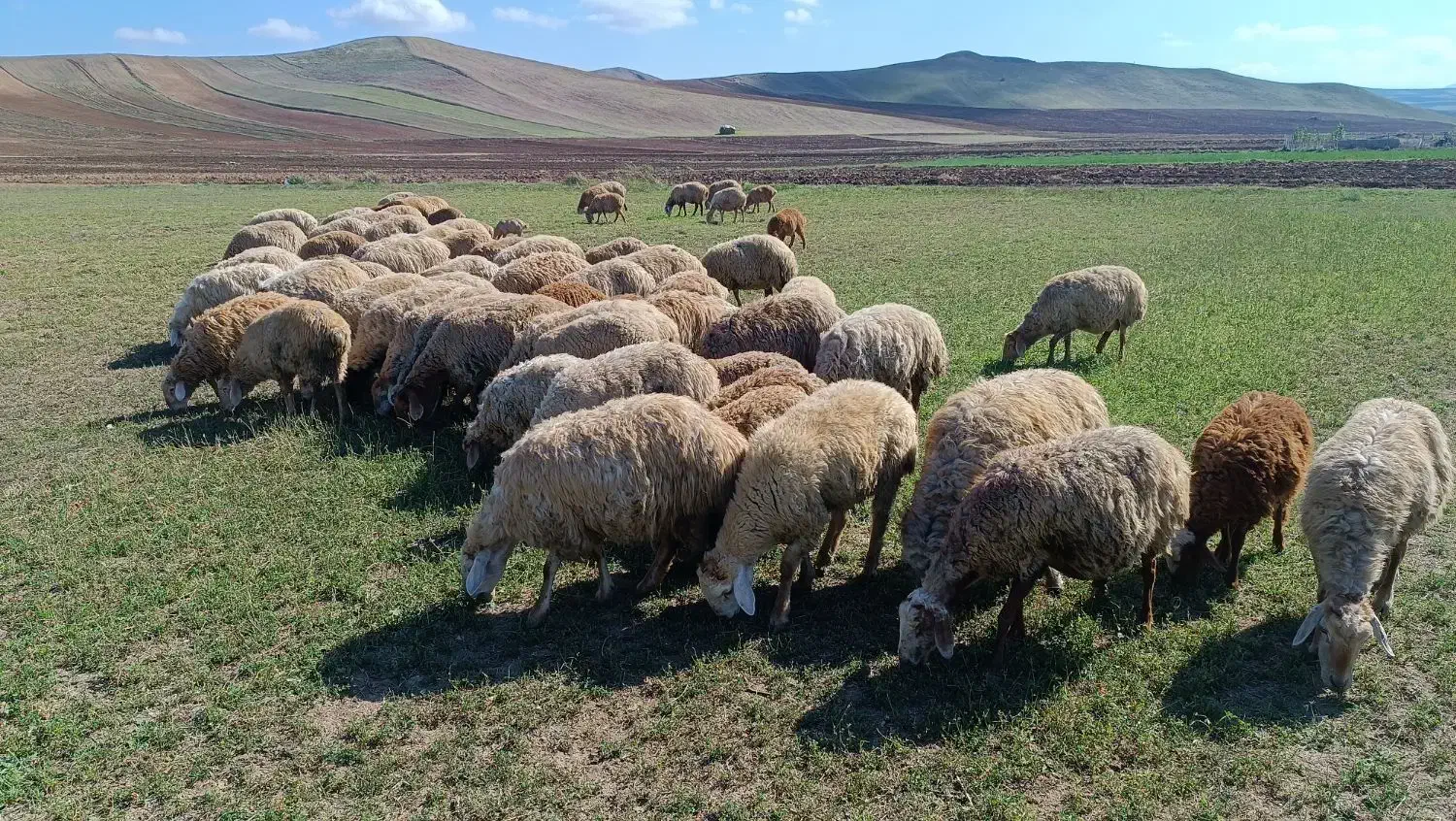 گوسفند|حیوانات مزرعه|آبش احمد, |دیوار