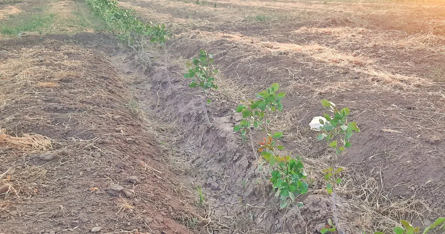 1000 متر باغچه پسته روستای شادات بوئین زهرا|فروش دفتر صنعتی، کشاورزی، تجاری|بوئین زهرا, |دیوار