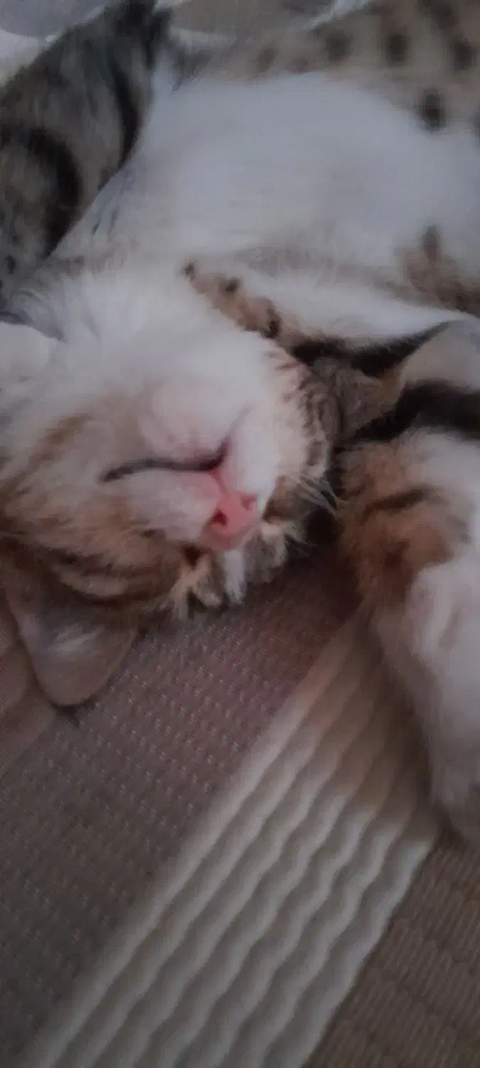 واگذاری گربه نر|گربه|همدان, |دیوار