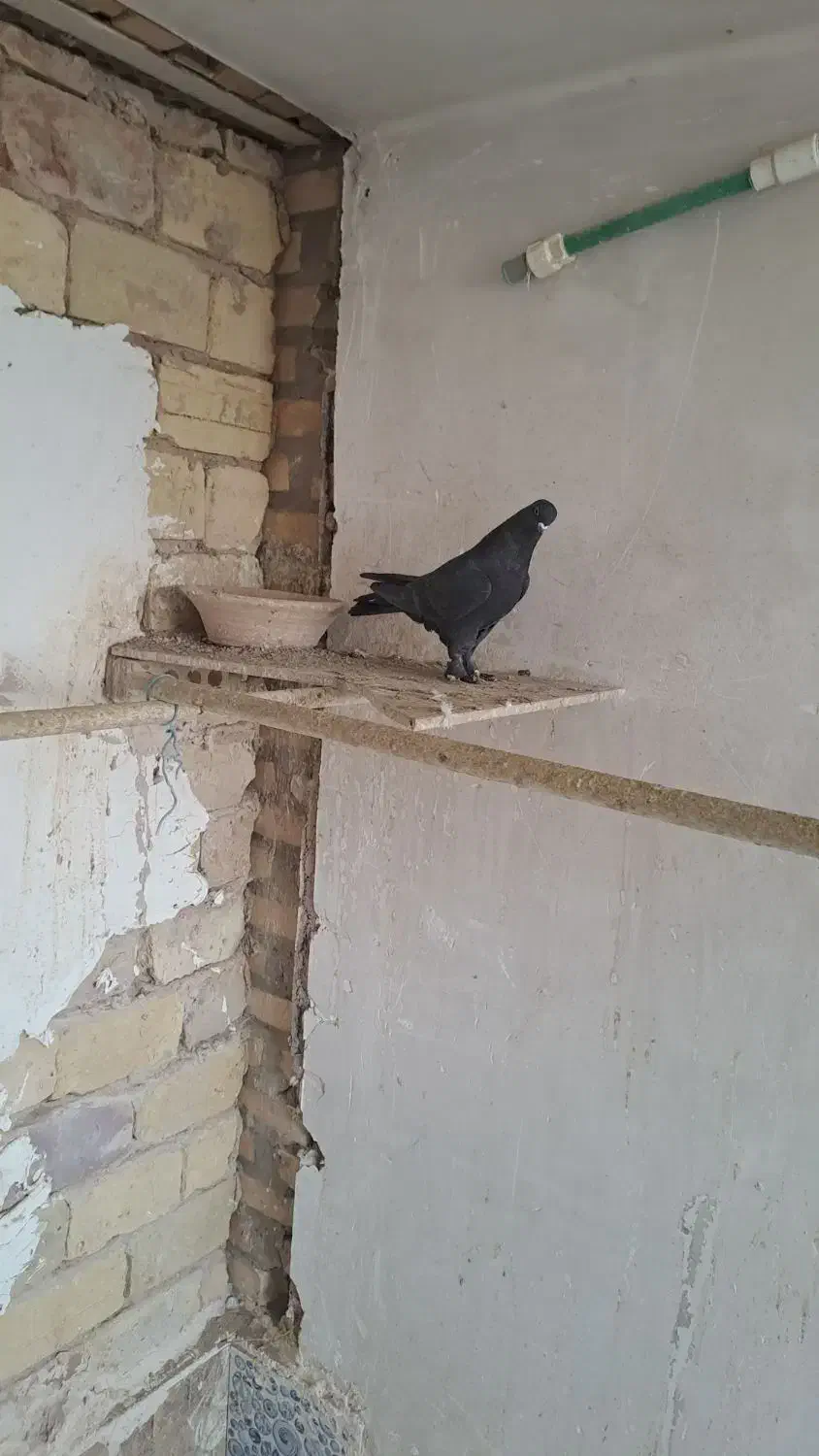 کبوتر|پرنده|یزد, |دیوار