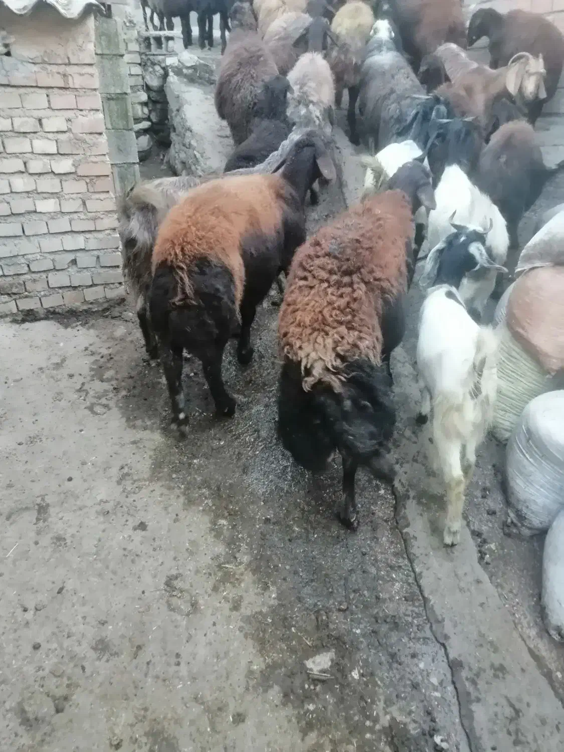 گوسفند|حیوانات مزرعه|رامیان, |دیوار