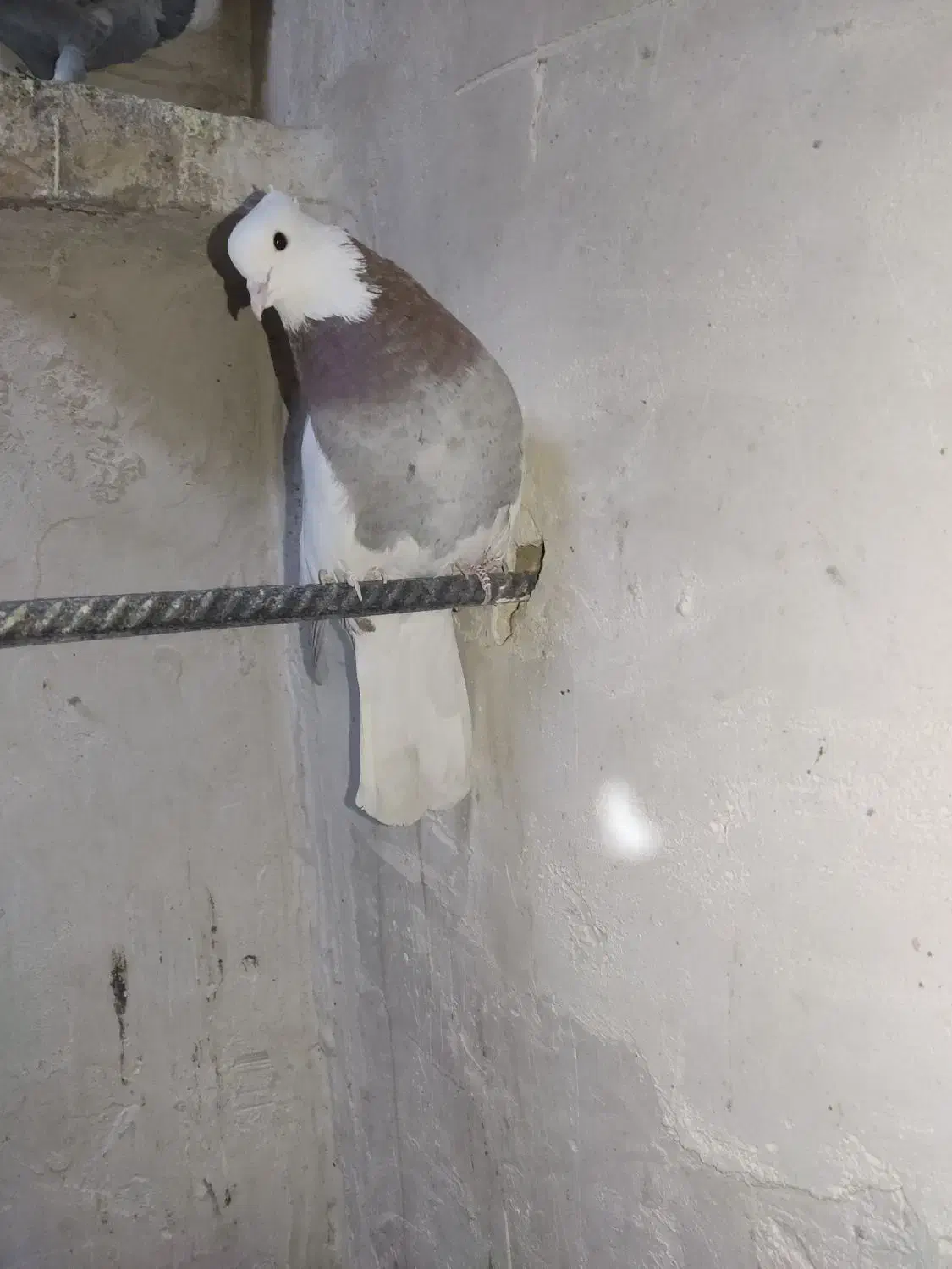 سینه و طوقی|پرنده|قائن, |دیوار