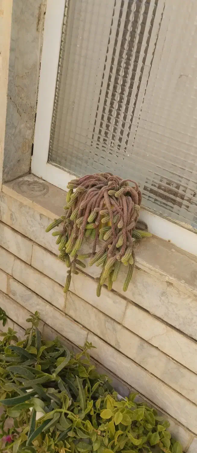 گل و گلدان|گل و گیاه طبیعی|تربتحیدریه, قائم|دیوار