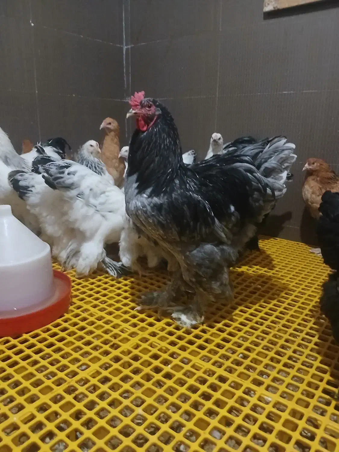 مرغ و خروس برهما تخمگذار اصیل و لاری|حیوانات مزرعه|پیشوا, |دیوار