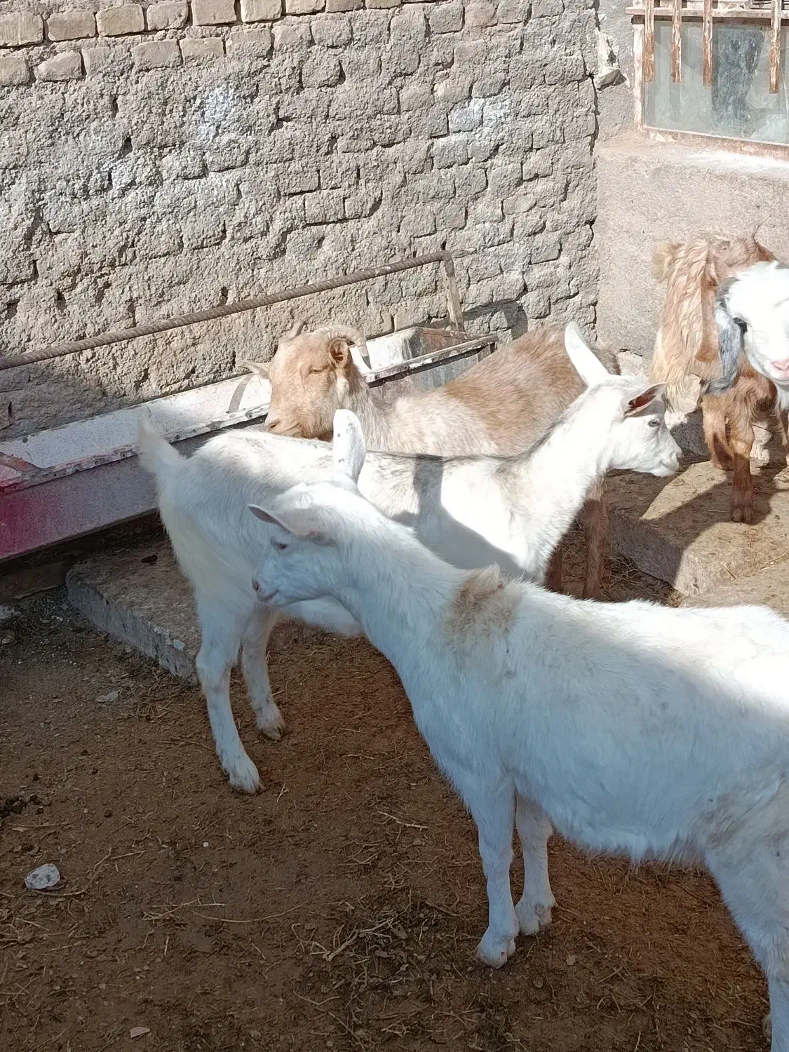 فروش بز سانن و بزغاله ماده|حیوانات مزرعه|سبزوار, ابارش|دیوار